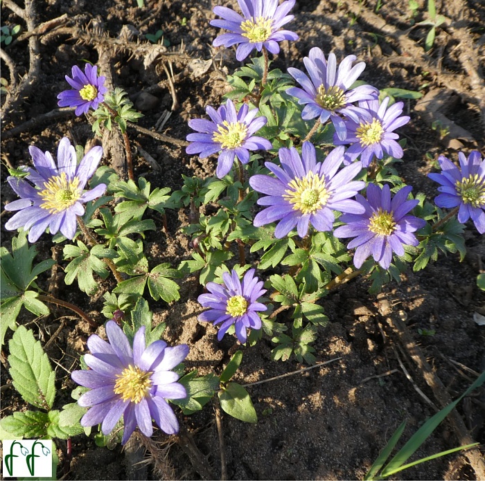 Анемона Блю Шейдз 1шт (КолЛайн) (10шт/уп)