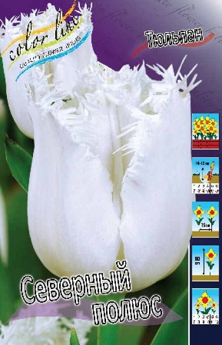 Тюльпан Северный полюс 1шт (КолЛайн) 7шт/уп