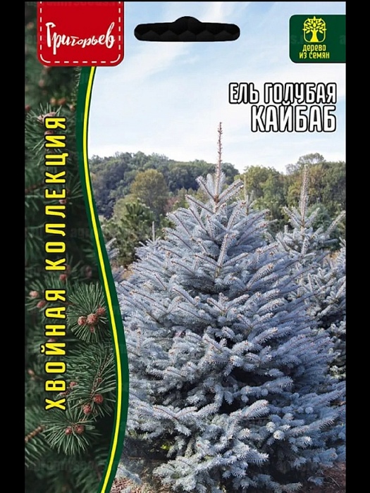 Ель голубая Кайбаб 15шт (Григорьев)