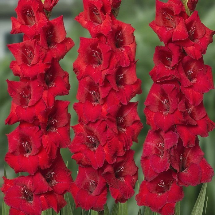Гладиолус Ред 10/12 (НК) 10шт/уп