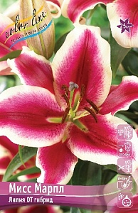 Лилия Мисс Марпл 12/14 1шт (КолЛайн) 2шт/уп