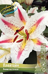 Лилия Плейтайм 12/14 1шт (КолЛайн) 5шт/уп