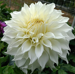 Георгина Уайт Перфекшн 1шт (КолЛайн)