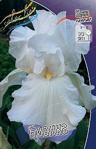Ирис германский Бианка 1шт (КолЛайн)