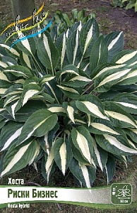 Хоста Риски Бизнес 1шт (КолЛайн)