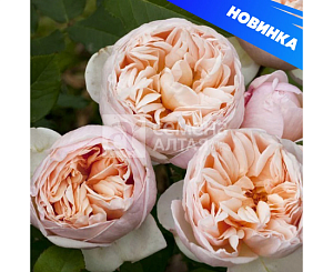 Роза Бэлль Романтика 1шт (Алтай) ПРЕМИУМ ч/г, кремовый
