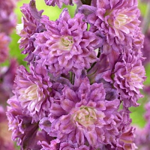 Дельфиниум Highiander Фламенко 1шт (КолЛайн) 