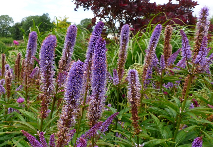 Вероникаструм Купидон 1шт (КолЛайн)