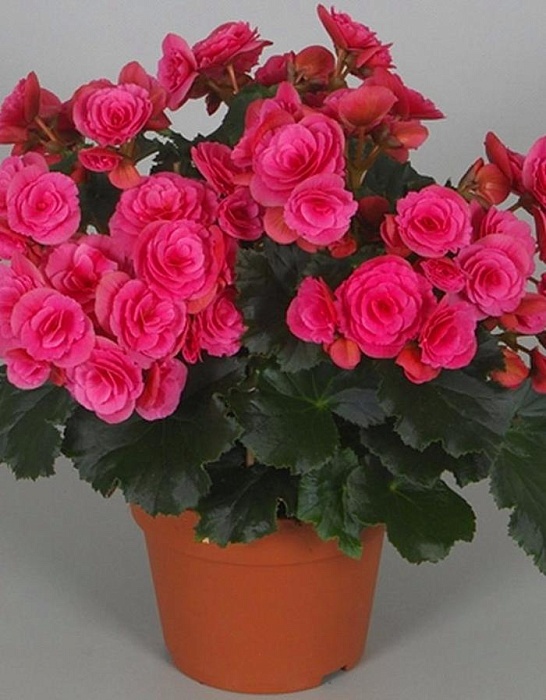 Бегония Махровая Розовая 5/6 1шт (КолЛайн) 2шт/уп