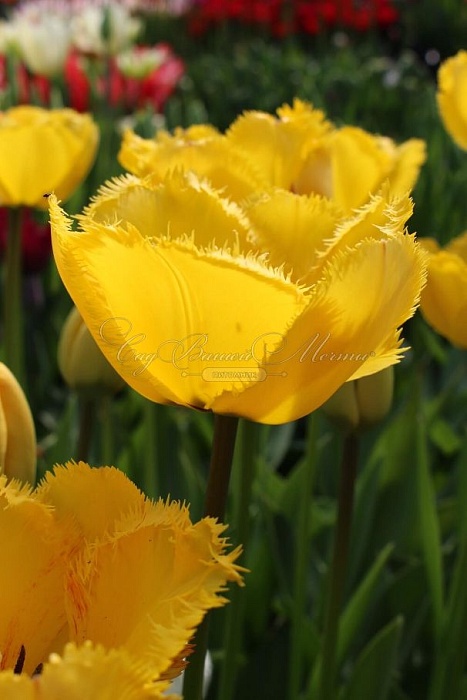 Тюльпан Кристал Стар 1шт (КолЛайн) 3шт/уп 