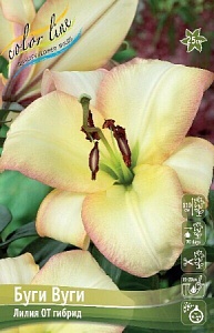 Лилия Буги Вуги 1шт 12/14 (КолЛайн) 5шт/уп