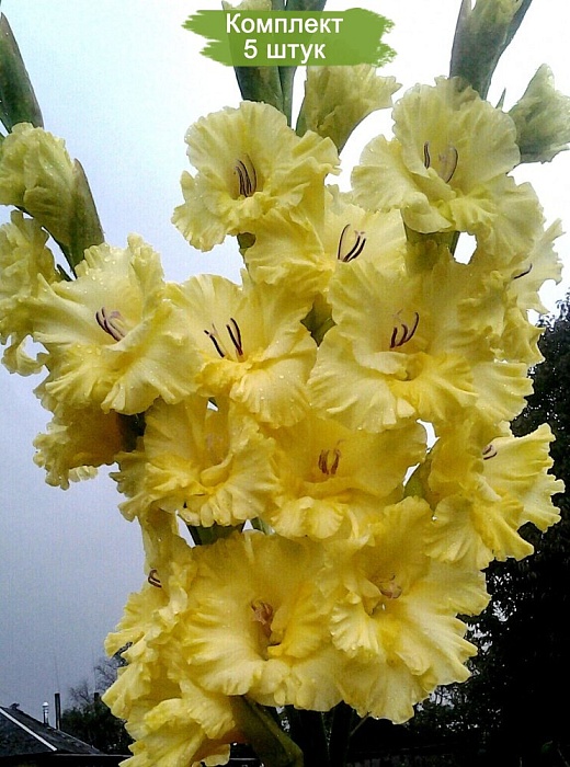 Гладиолус Голден Фэнтази 10/12 1шт (НК) 5шт/уп