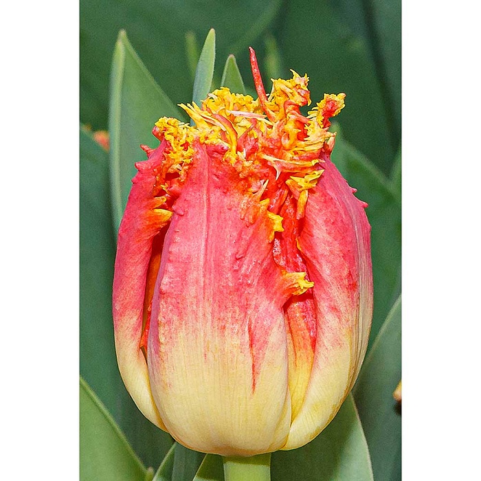 Тюльпан Джойнт Девижн 11/12 1шт (Садовита) 8шт/уп