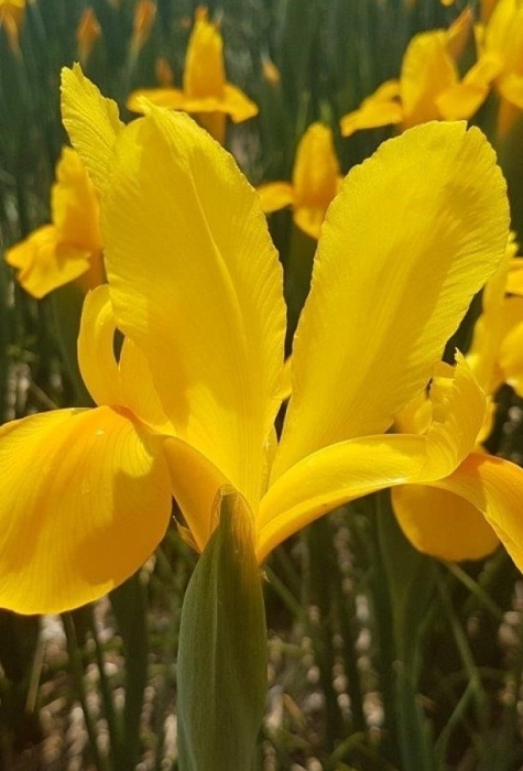 Ирис голландский Голден Бьюти 1шт (КолЛайн) 10шт/уп