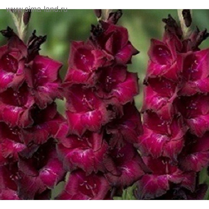 Гладиолус Равель 10/12 1шт (КолЛайн) 8шт/уп