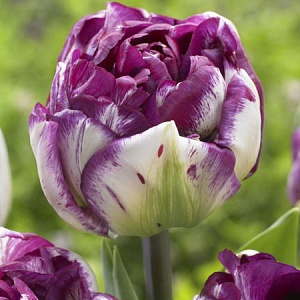 Тюльпан Экскуист 1шт (КолЛайн) 2шт/уп