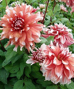 Георгина Фрост Нип 1шт (КолЛайн)