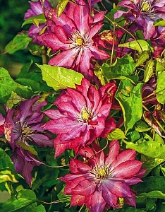 Клематис Каен 1шт (КолЛайн) 