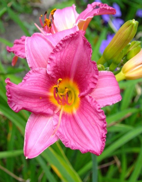 Лилейник Кьют Эс Кэн БИ 1шт (КолЛайн)