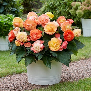 Бегония СУПЕРБА Болеро 1шт (КолЛайн) 