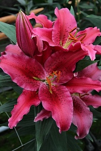 Лилия Уан Лов 13/14 1шт (КолЛайн) 5шт/уп