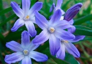 Хионодокса Сардинская 1шт (КолЛайн) 10шт/уп