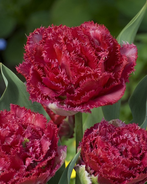 Тюльпан Белфорт 1шт (КолЛайн) 2шт/уп