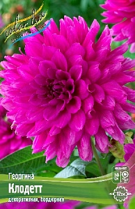 Георгина Клодетт 1шт (КолЛайн)