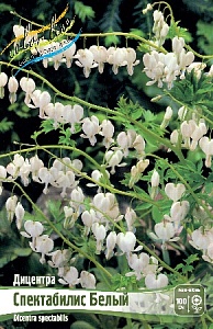 Дицентра Спектабилис Белый 1шт (КолЛайн) 