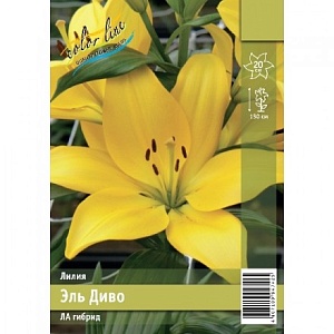 Лилия Эль Диво 12/14  1шт (КолЛайн) 2шт/уп