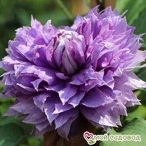 Клематис Вивиан Пеннел 1шт (КолЛайн)