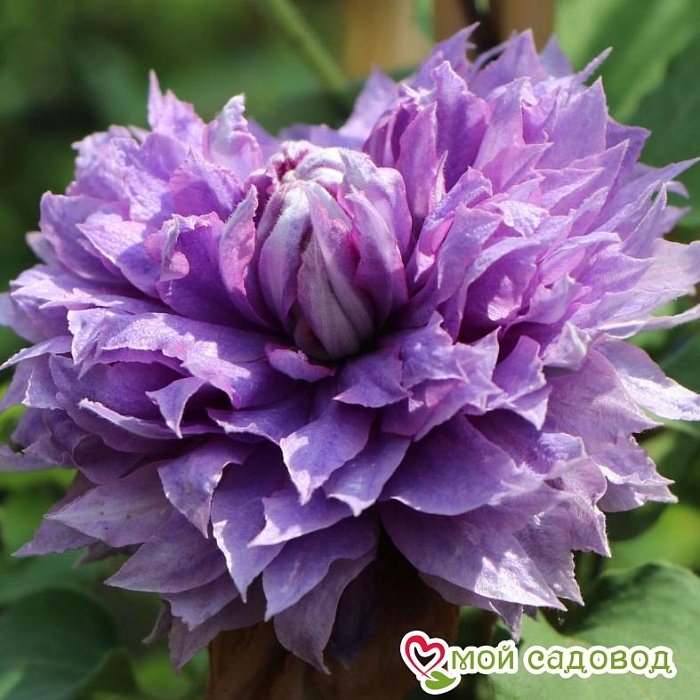 Клематис Вивиан Пеннел 1шт (КолЛайн)