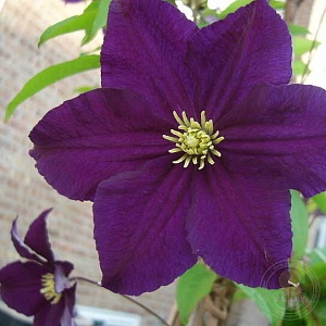 Клематис Виола 1шт (КолЛайн) 2шт/уп