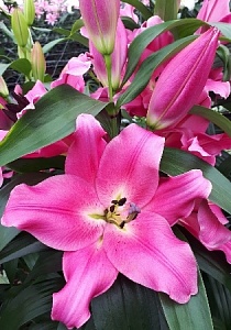 Лилия Зальсбург 14/16  1шт (КолЛайн) 3шт/уп