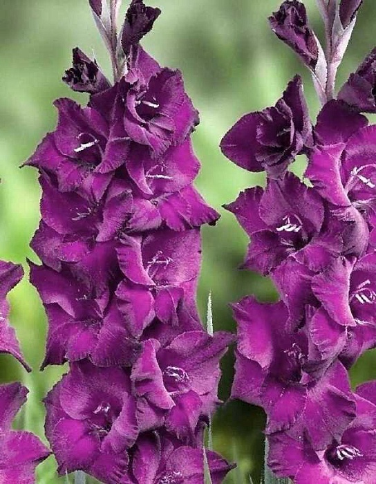 Гладиолус Астарт 12/14 1шт (НК) 6шт/уп