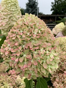 Гортензия Пиксио метельч. 1шт (КолЛайн)