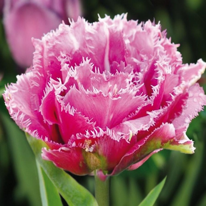 Тюльпан Матчпоинт 11/12 1шт (Садовита) 8шт/уп