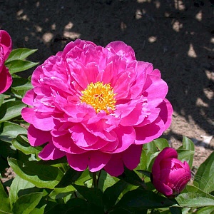 Пион Найс Гал 1шт (КолЛайн)