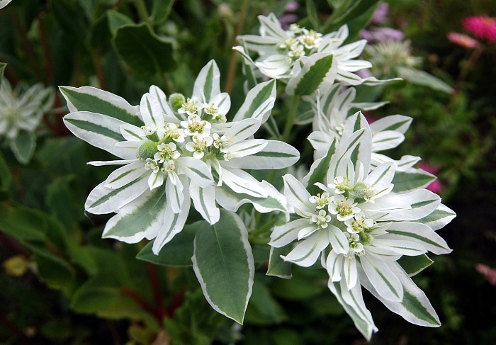 Молочай Горный снег 15шт ц/п (Сады России)