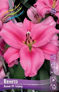 Лилия Венето 14/16  1шт (КолЛайн) 5шт/уп