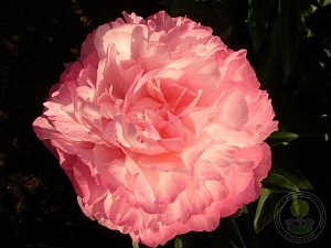 Пион Джокер 1шт (КолЛайн)