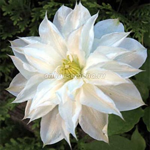 Клематис Исаго 1шт (Садовита)