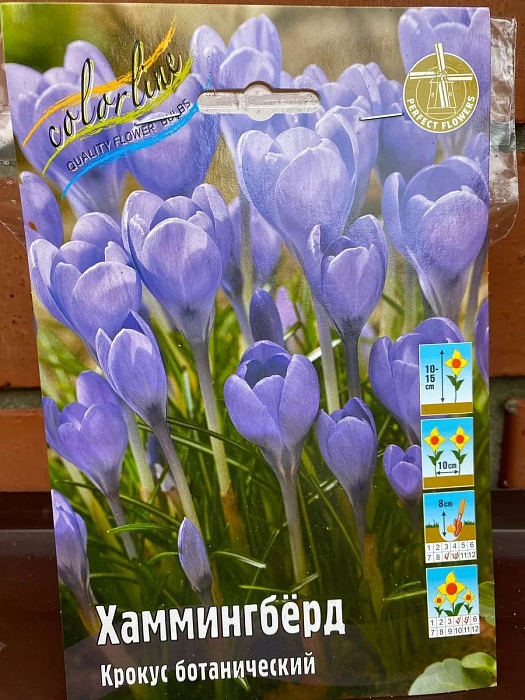 Крокус Хаммингбёрд 6/+ 1шт (КолЛайн) 10шт/уп