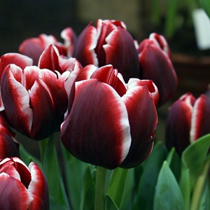 Тюльпан Армани 1шт (КолЛайн) 8шт/уп