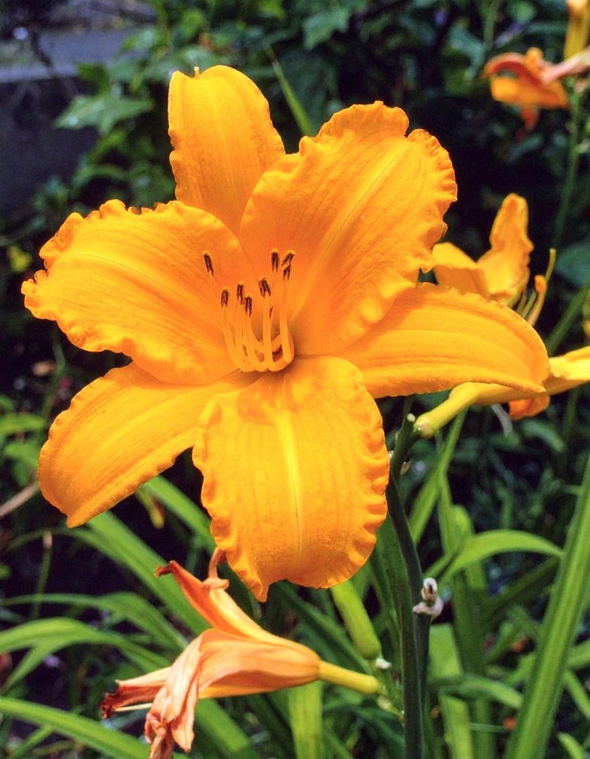 Лилейник Евери Дайли Голд 1шт (КолЛайн)