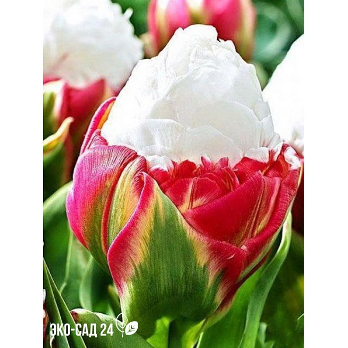 Тюльпан Айс Крим Строуберри 11/+ 1шт (КолЛайн) 2шт/уп