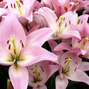 Лилия Парти Диамонд 10/12 1шт (КолЛайн) 7шт/уп