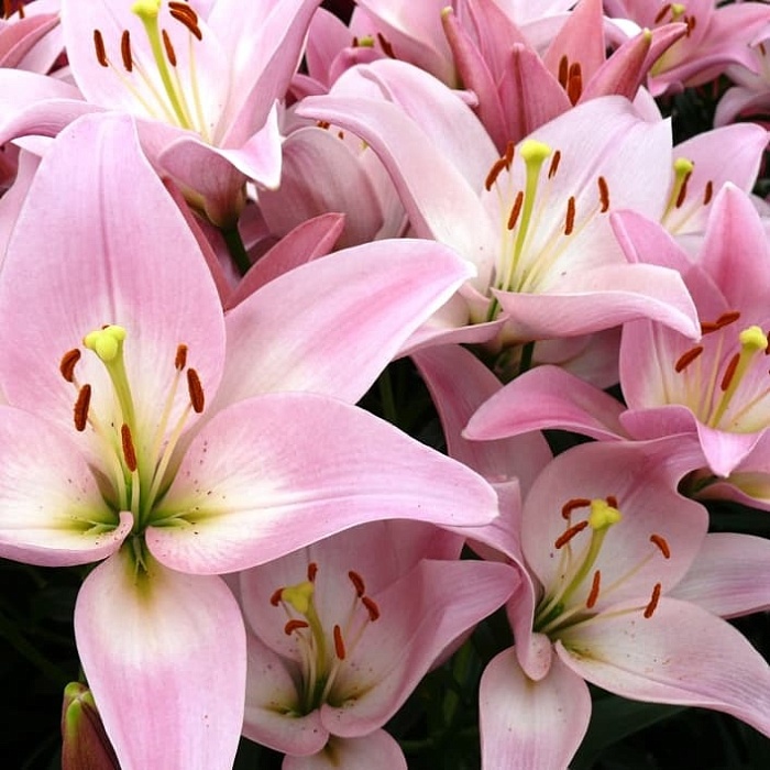 Лилия Парти Диамонд 10/12 1шт (КолЛайн) 7шт/уп