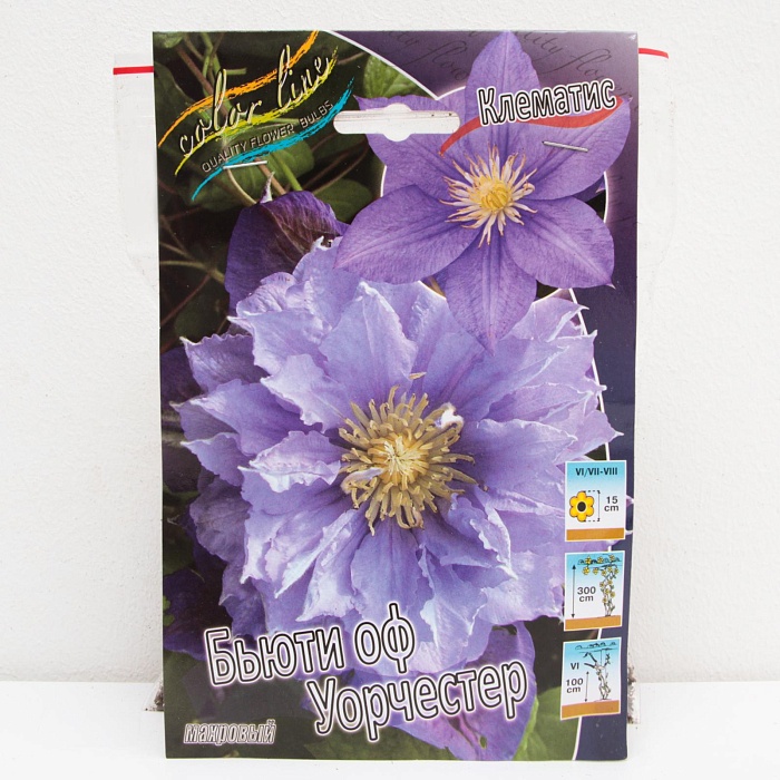 Клематис Бьюти оф Уорчестер 1шт (КолЛайн) 2шт/уп