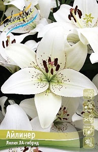 Лилия Айлинер 12/14 1шт (КолЛайн) 2шт/уп